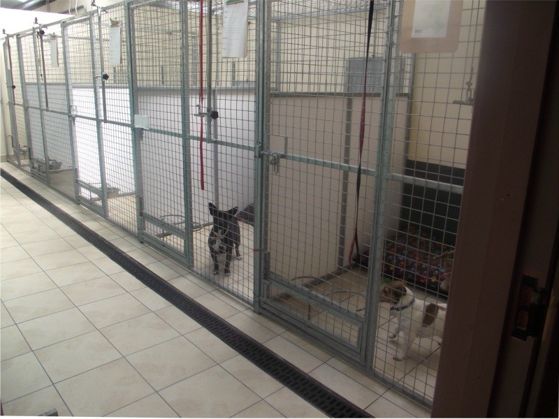 Dogs boarding at Lakeside Kennels & Cattery, Dungloe, Co. Donegal, Ireland